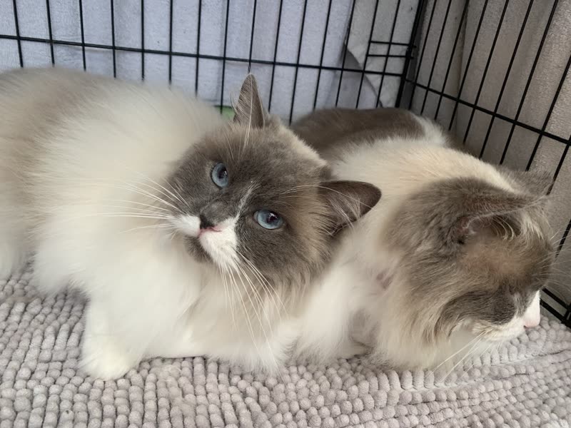 Two blue-point Ragdoll cats with blue eyes lying together on a grey mat inside a grooming pen