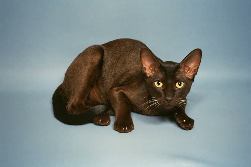 A relaxed cat lying with one paw stretched forward, neatly trimmed claws visible