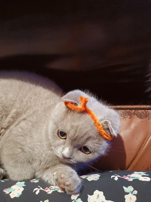 A lilac shorthaired cat resting with an orange ribbon bow tied on its head