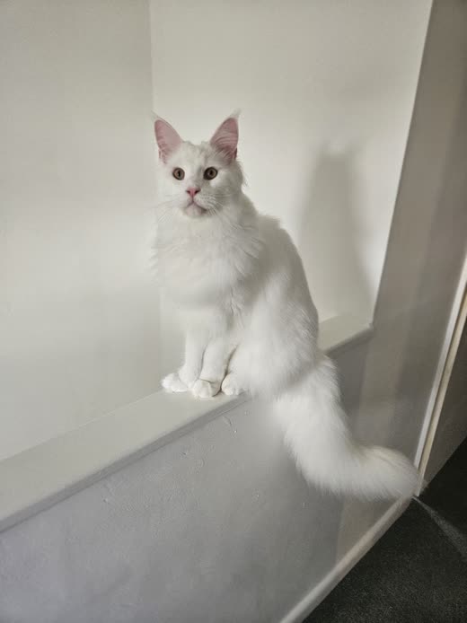 A long-haired white and cream cat standing on a step, looking at the camera